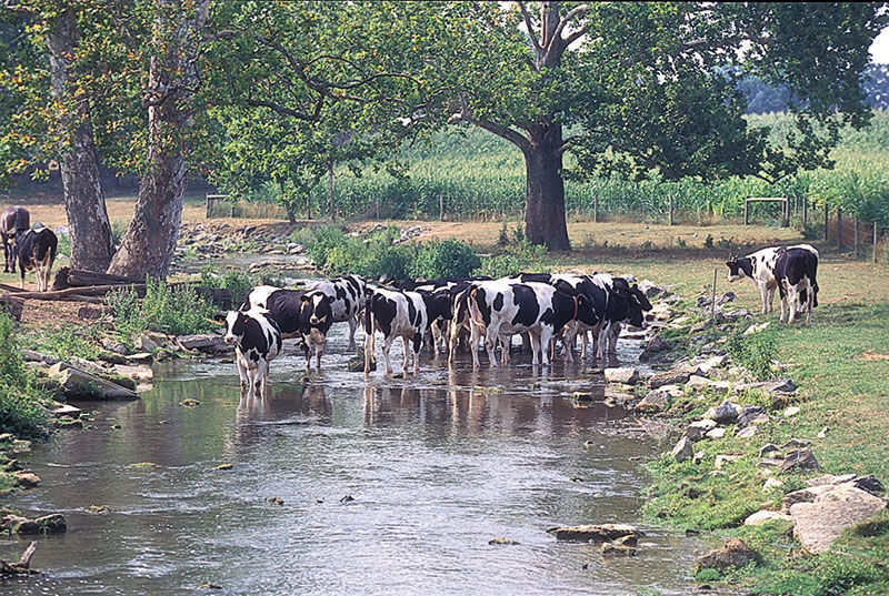 Cows drink from the stream